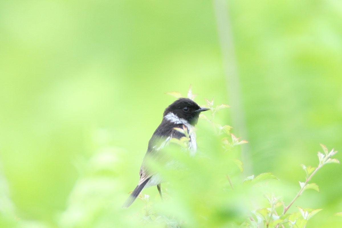 今年３回目のノビタキ撮り ニッコウキスゲではなく、夏草の中でノビタキが行き交っていました